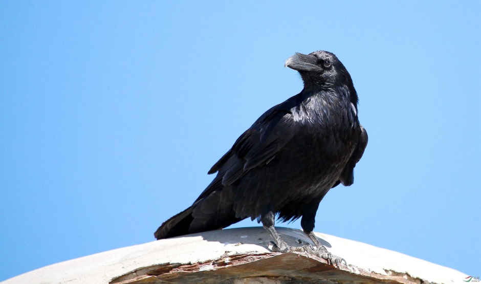 点击大图看下一张：羽翼乌黑的高清乌鸦图片