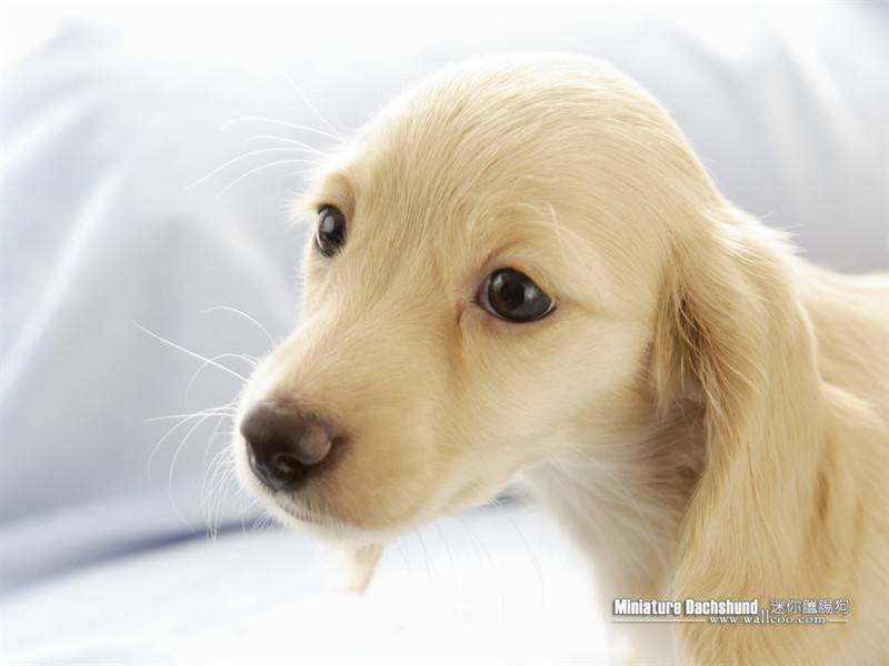 点击大图看下一张：迷你呆萌的腊肠犬高清写真图片