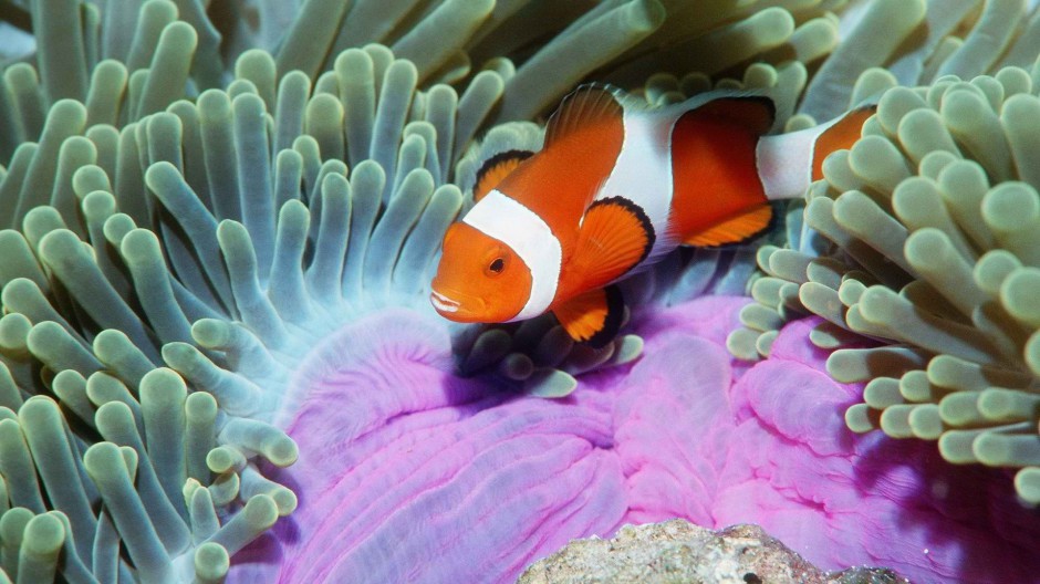 点击大图看下一张：海洋里可爱的小丑鱼高清图片