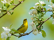 春天黄鹂鸟梨花树风景图片壁纸