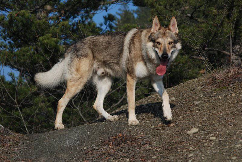 点击大图看下一张：捷克狼犬野外凶猛眼神特写图片