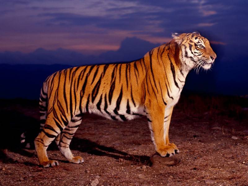 点击大图看下一张：生猛老虎高清食肉动物图片