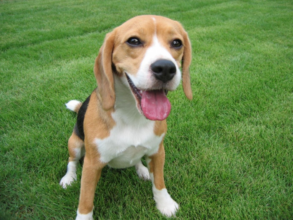 点击大图看下一张:易于驯服的工作比格犬图片