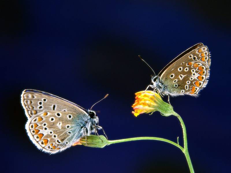 点击大图看下一张：飞舞在花丛中的蝴蝶高清壁纸