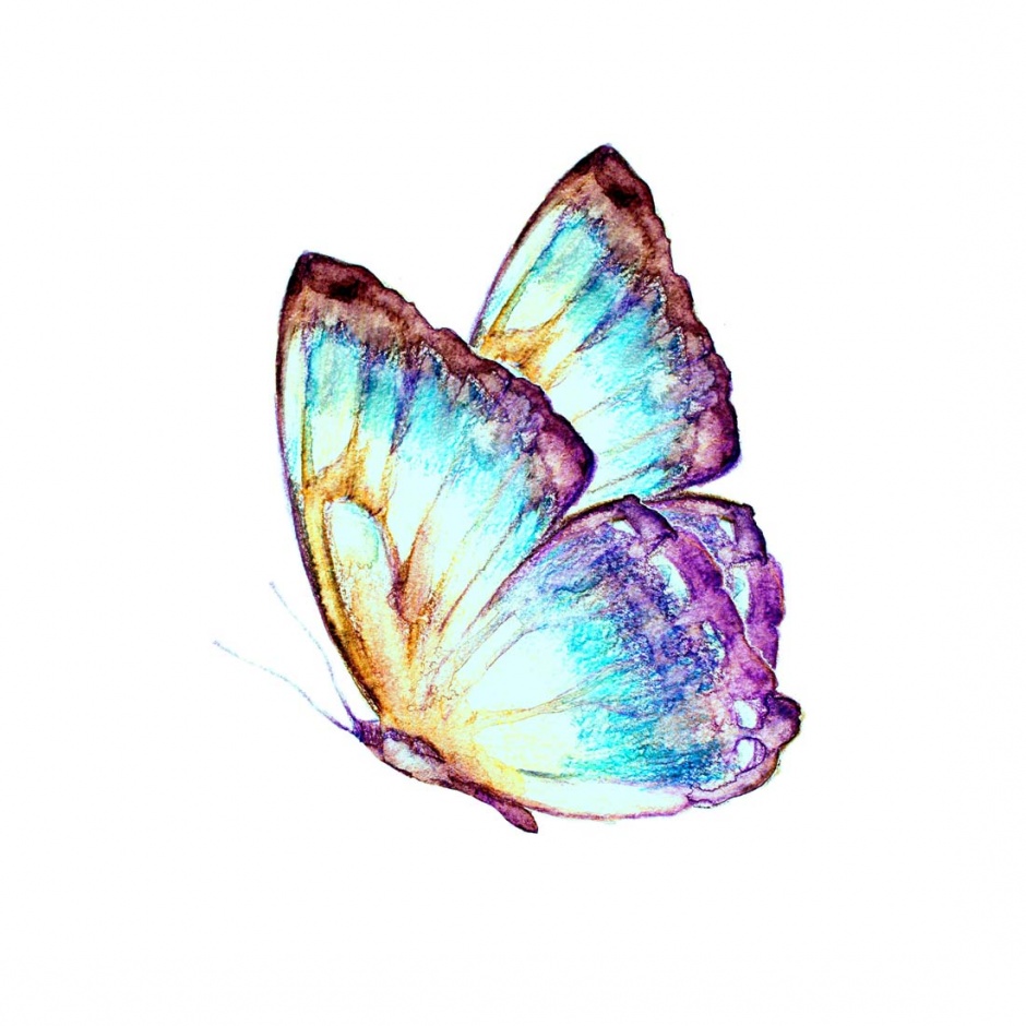 点击大图看下一张：画工精巧细致的彩绘蝴蝶高清图片
