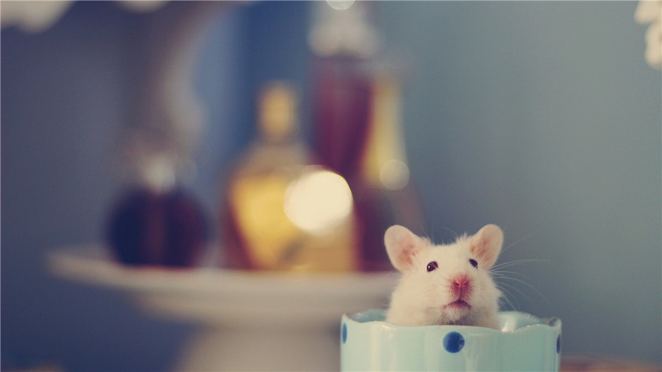 点击大图看下一张：可爱的萌宠小白鼠图片