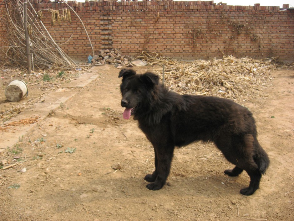 点击大图看下一张：身材健壮的黑熊犬图片欣赏