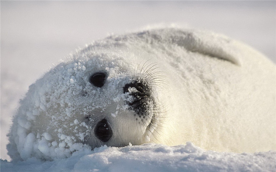 点击大图看下一张：超萌可爱的小海豹图片欣赏