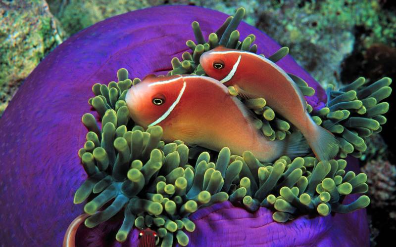 点击大图看下一张：小丑鱼热带海鱼图片