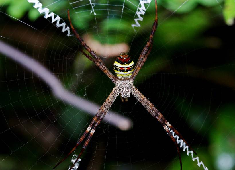 点击大图看下一张：彩色可爱的蜘蛛高清图片