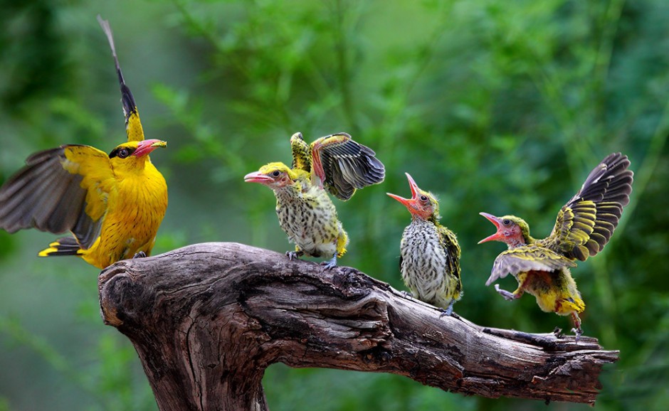点击大图看下一张：可爱的小黄鹂鸟图片