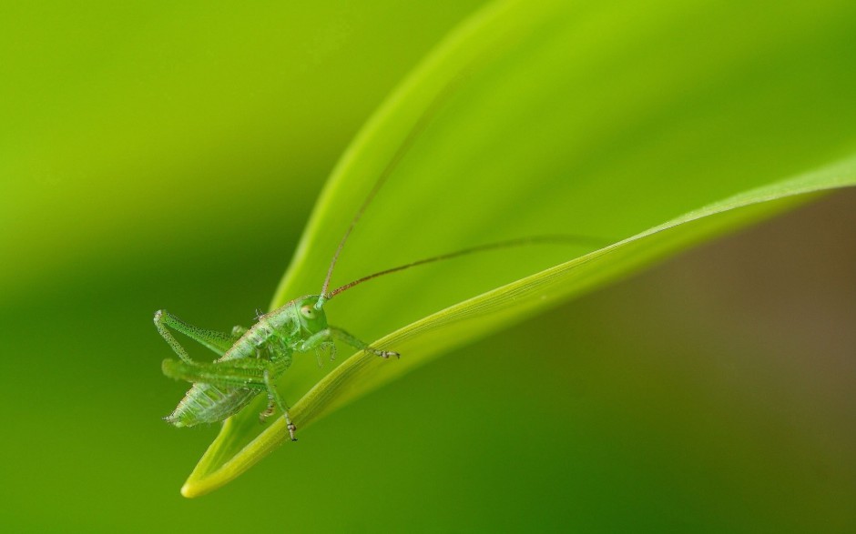 点击大图看下一张：精灵般的昆虫高清摄影图片