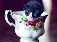 刚出生的茶杯猫睡觉图片