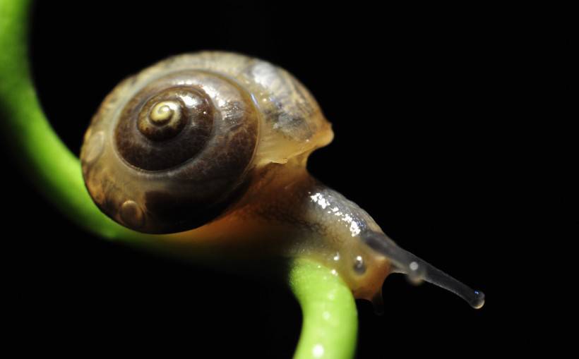 点击大图看下一张：藤蔓上的蜗牛图片高清特写