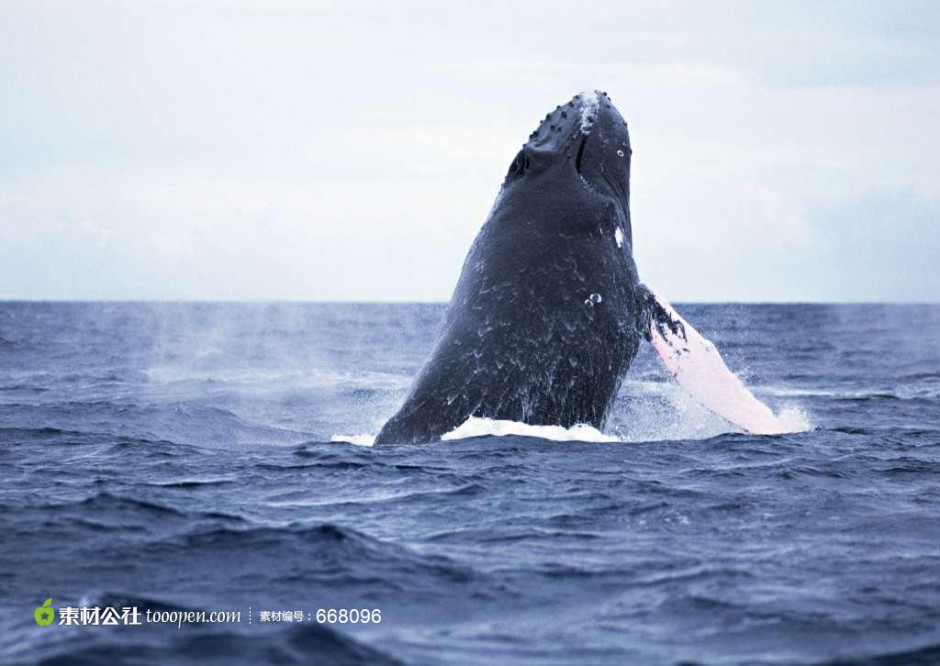 点击大图看下一张：跳跃海平面的鲸鱼图片壁纸