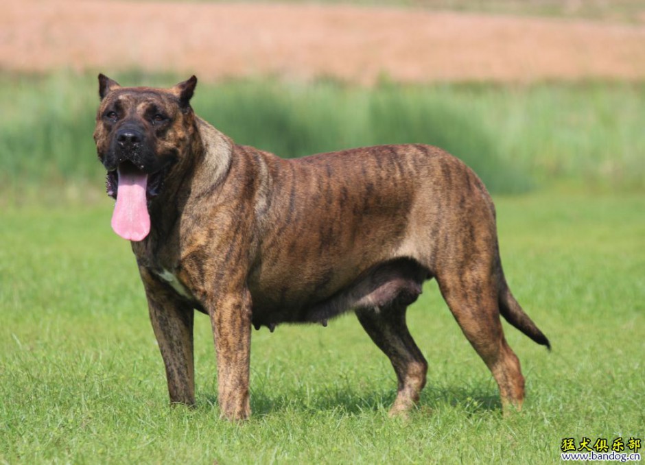 点击大图看下一张：加纳利犬身材健壮凶猛图片