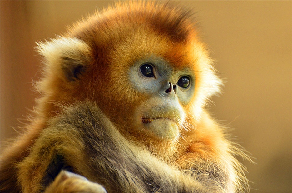 点击大图看下一张：高清无水印金丝猴摄影图片