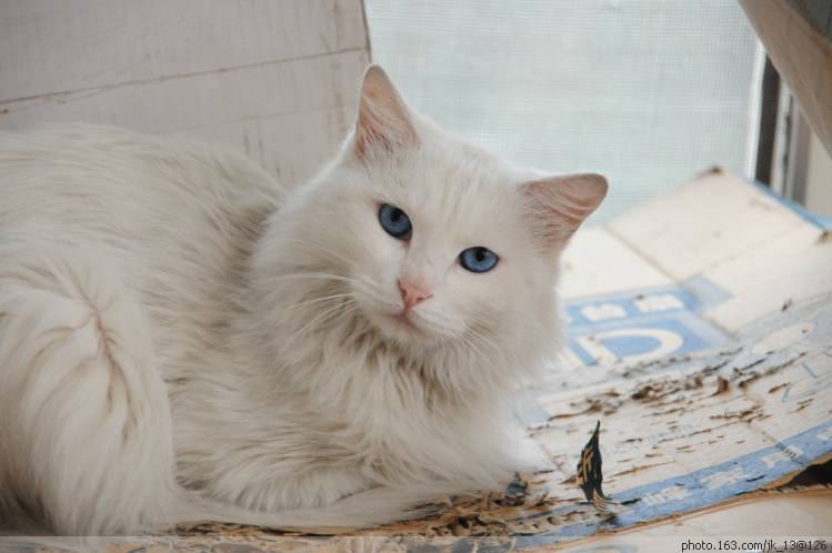 点击大图看下一张：长毛蓝眼白猫图片萌死人