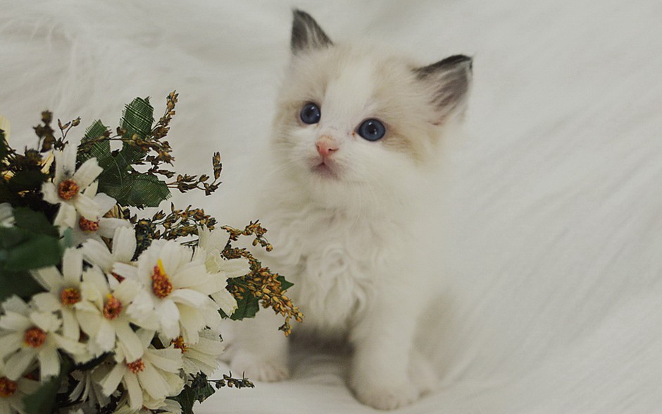 点击大图看下一张：纯种小布偶猫图片大全