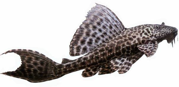 点击大图看下一张：黑白斑纹异形清道夫鱼图片