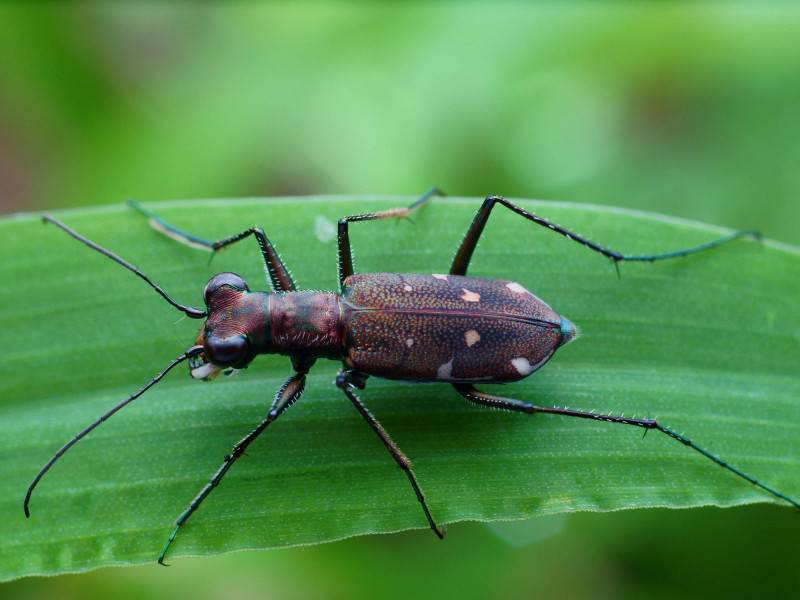 点击大图看下一张:可爱的虎甲昆虫图片