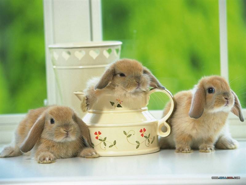 点击大图看下一张：超可爱呆萌小兔子图片特写