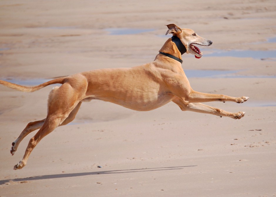 点击大图看下一张：奔跑的澳洲纯种格力犬图片