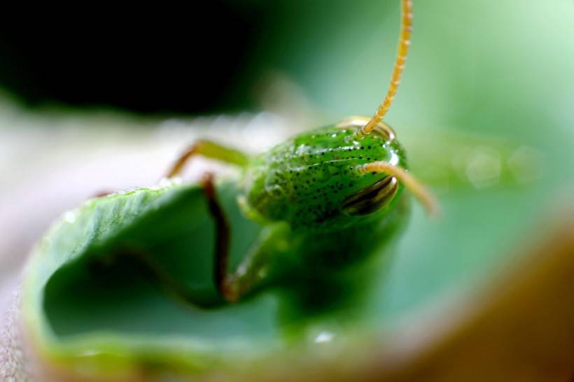 点击大图看下一张：绿色昆虫蚱蜢的微距摄影图片