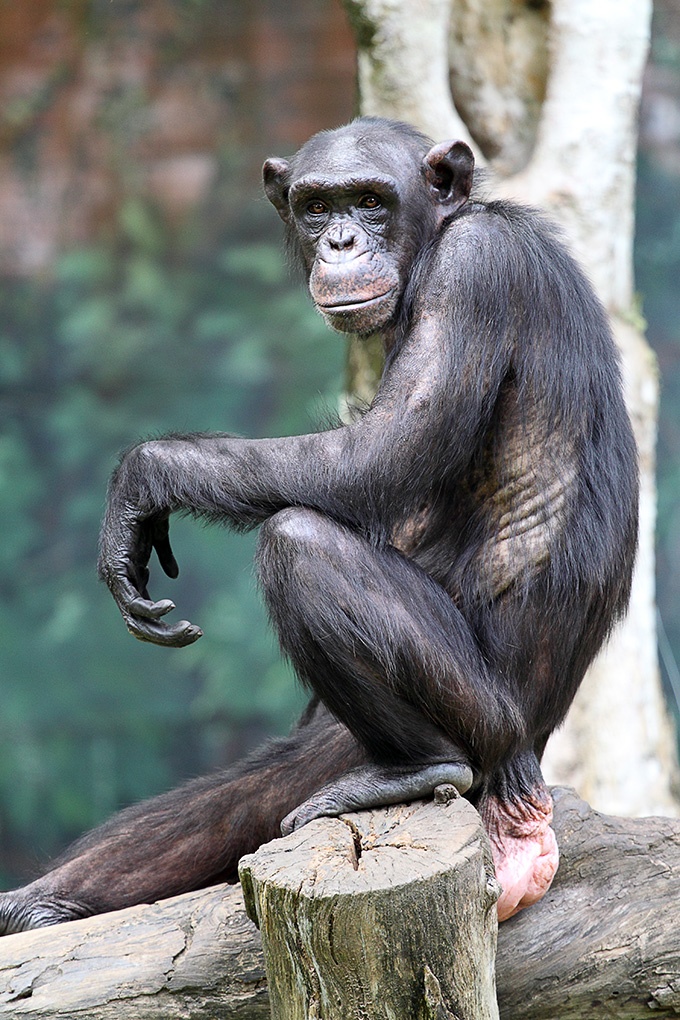 点击大图看下一张：动物园的可爱大猩猩图片
