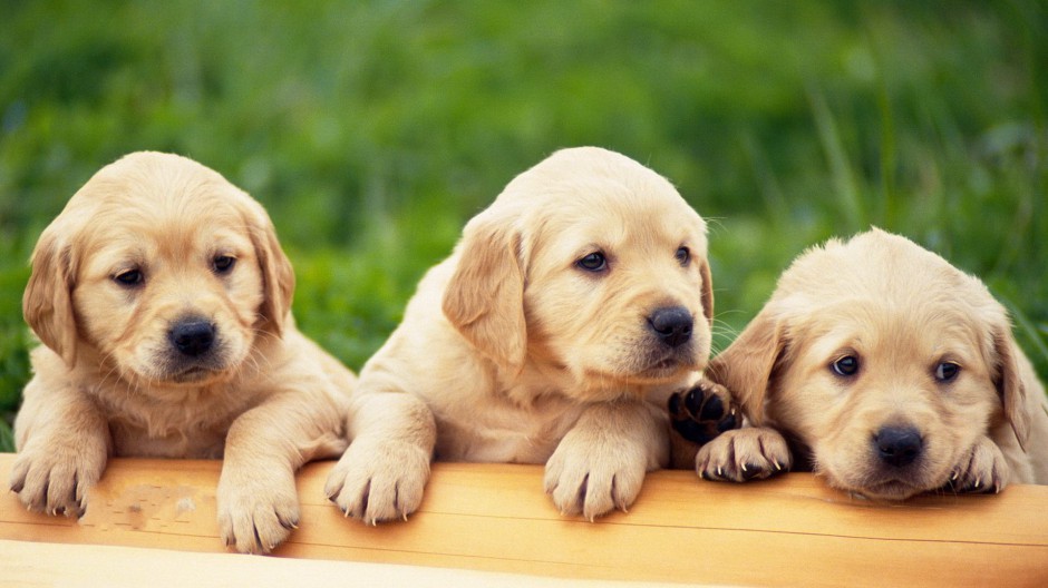 点击大图看下一张：黄色拉布拉多犬幼犬图片欣赏