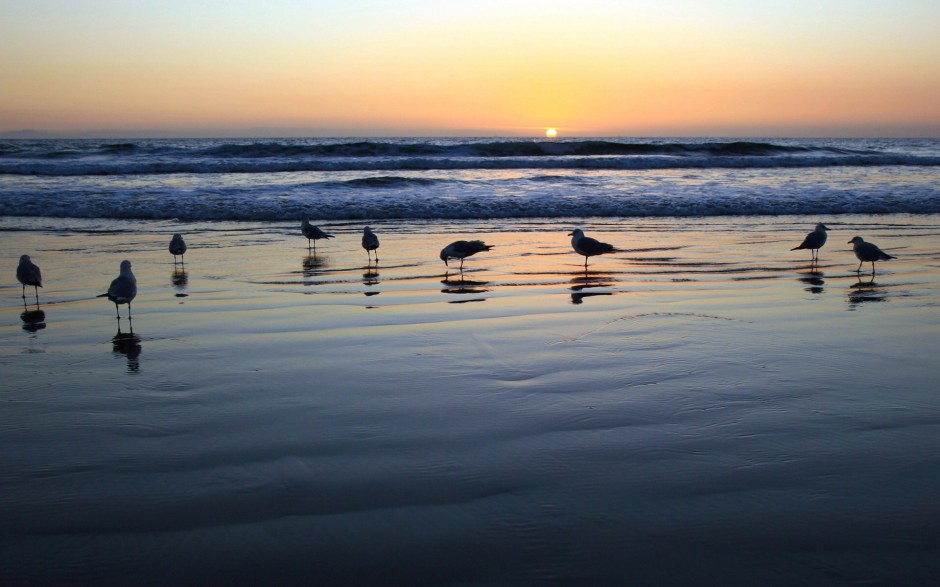 点击大图看下一张：海鸥飞翔图片精美摄影作品