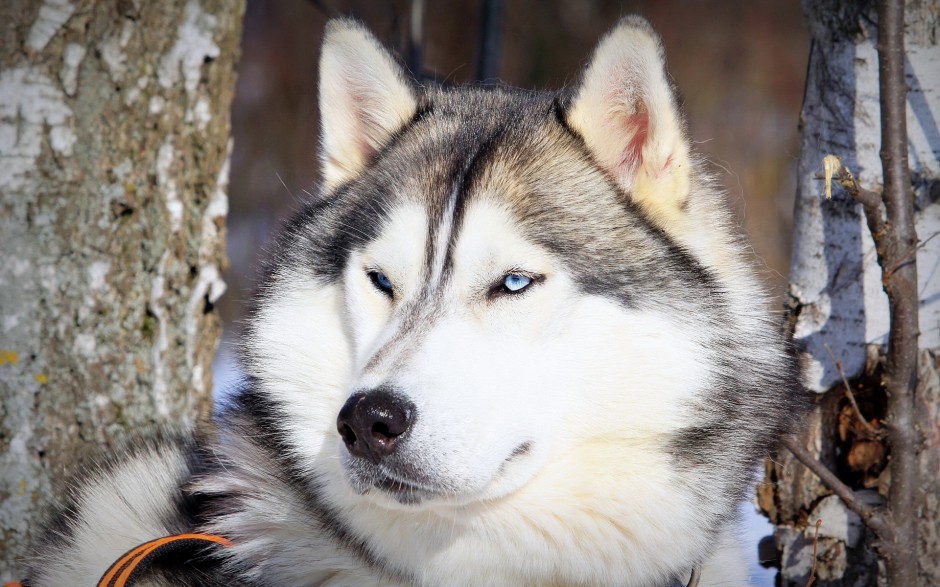 点击大图看下一张：乖巧听话的巨型雪橇犬图片