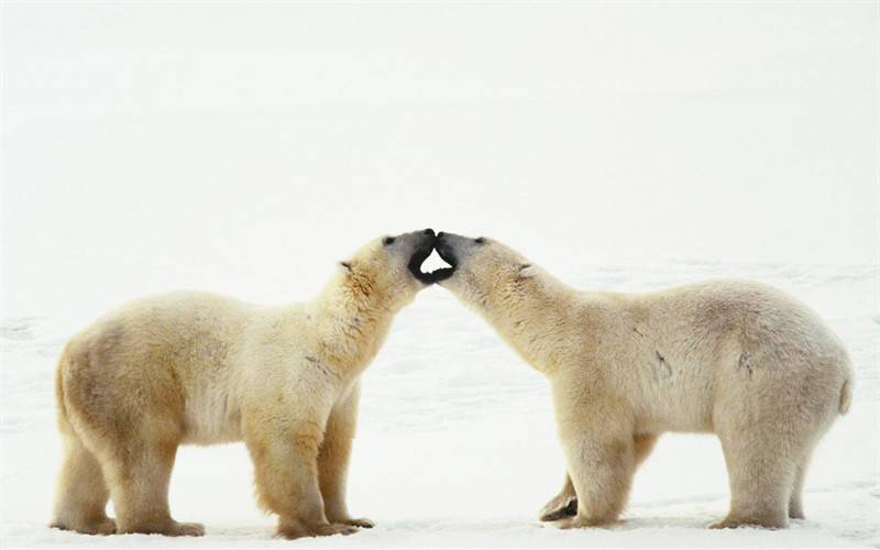 点击大图看下一张：北极健壮北极熊高清动物图片