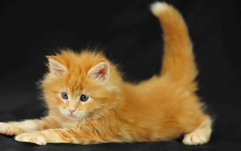 点击大图看下一张：超可爱灵气的小猫咪图片
