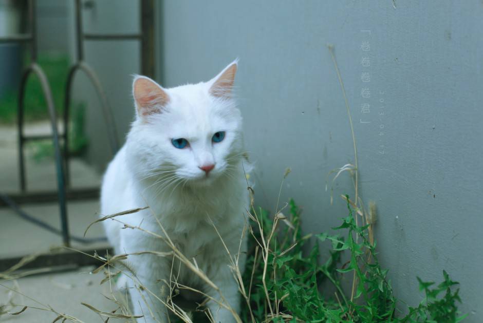 点击大图看下一张：招人喜爱的蓝眼白猫的图片