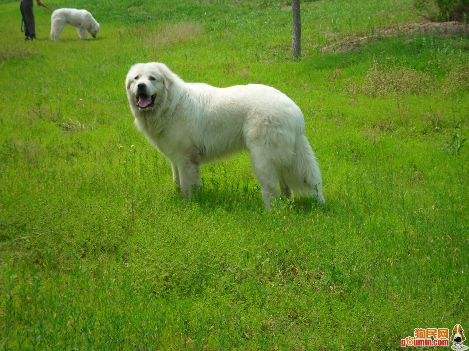 点击大图看下一张：纯种白色长毛大白熊犬图片