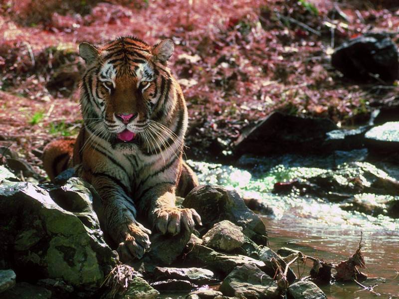 点击大图看下一张：凶猛野生老虎高清动物图片