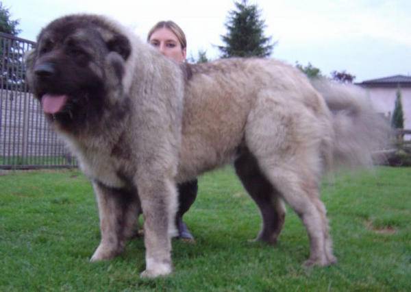 点击大图看下一张：高加索犬：探秘世界上最大的狗