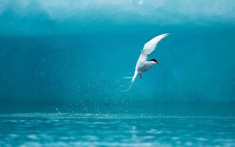 点击大图看下一张：海面翱翔的美丽海鸥摄影图片
