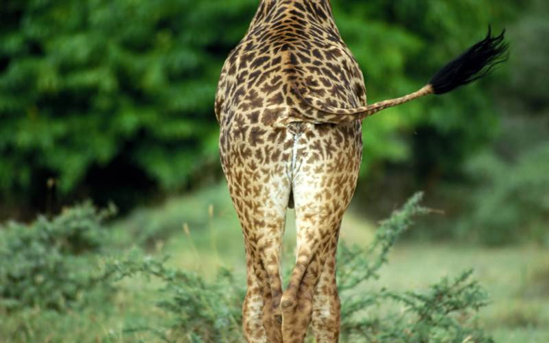 点击大图看下一张：高清野生动物长颈鹿特写
