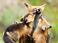 可爱的狐狸一家人动物图片