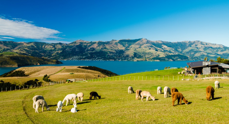 点击大图看下一张：澳大利亚可爱的羊驼高清图片
