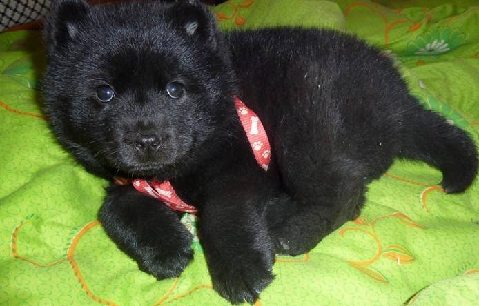 点击大图看下一张：小黑熊犬居家可爱特写图片