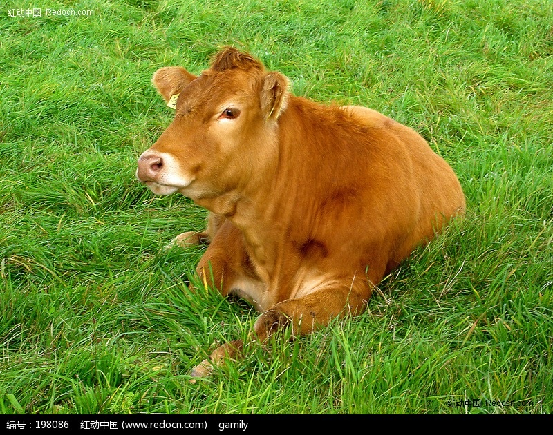 点击大图看下一张：草原上的大黄牛高清图片