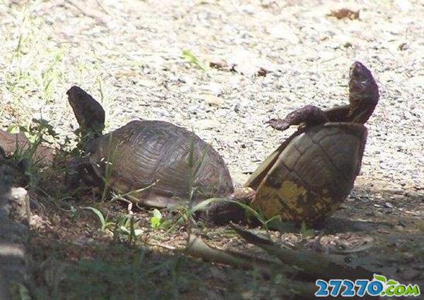 点击大图看下一张：古老的传奇 乌龟的生活