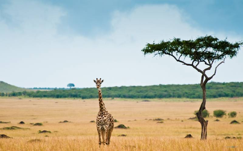 点击大图看下一张：草原上的可爱长颈鹿组图