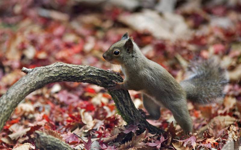 点击大图看下一张：爱吃花生的松鼠可爱精美图集