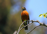 黑喉红尾鸲幼鸟图片赏析