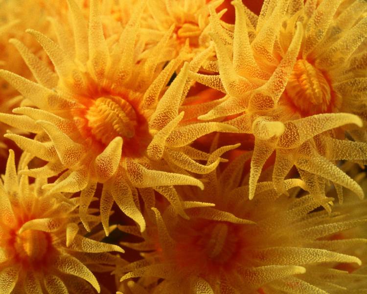 点击大图看下一张：深海缤纷唯美珊瑚海葵美景高清图集