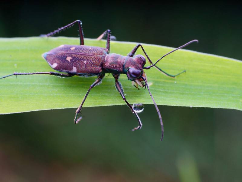 点击大图看下一张：可爱的虎甲昆虫图片
